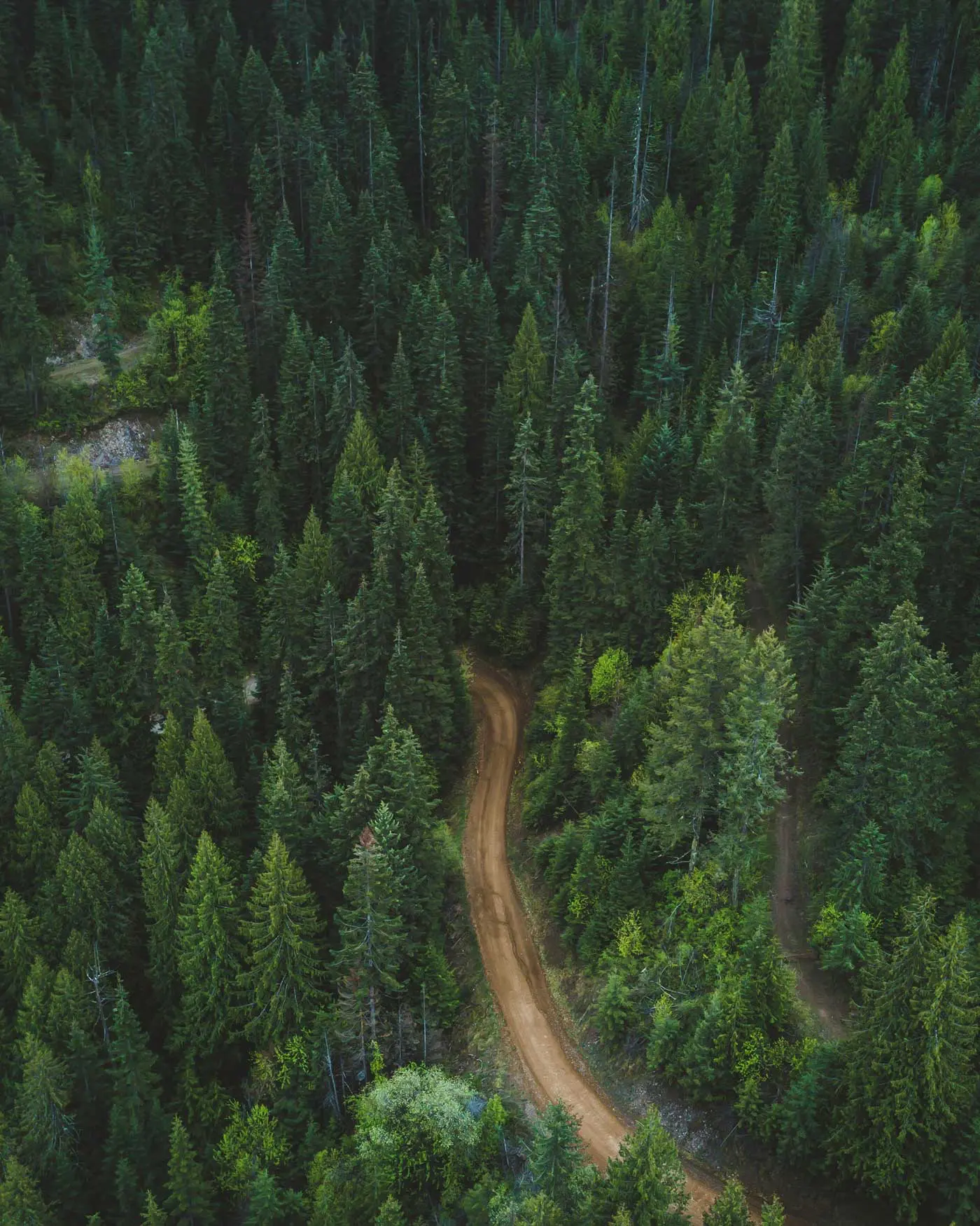 winding dirt road through a pine forest